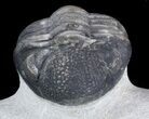 Multi-toned, Phacopid Trilobite - Great Eyes #36487-2